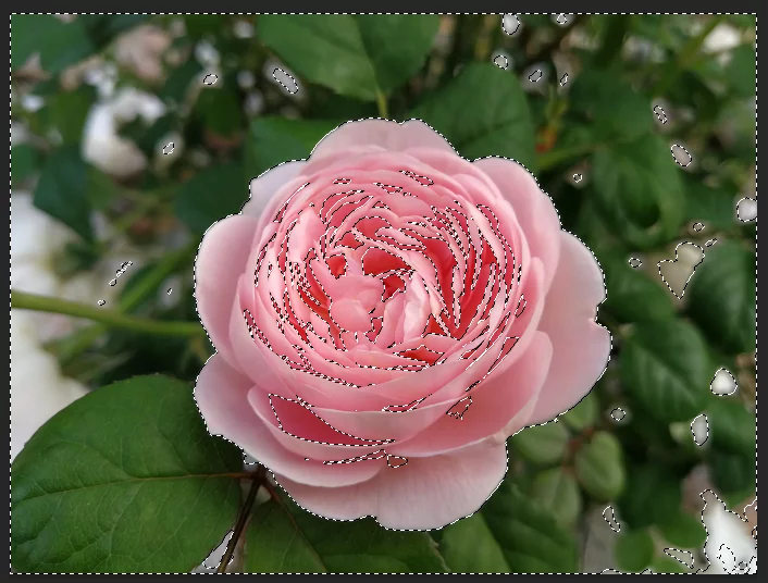 Shows the color range succesfully identified in the rose image