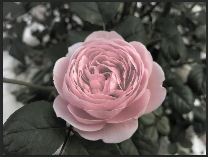 Shows the new image turned black and white aside from the rose