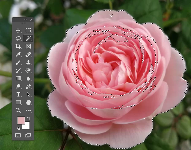 Shows how the magic wand identifies the petals