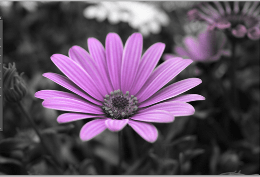 Picture of a flower