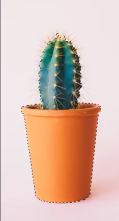 Screenshot of using object selection tool on cactus