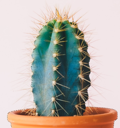 Results of using object selection tool on cactus photo