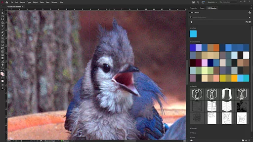 Image Showing In High-Quality Display