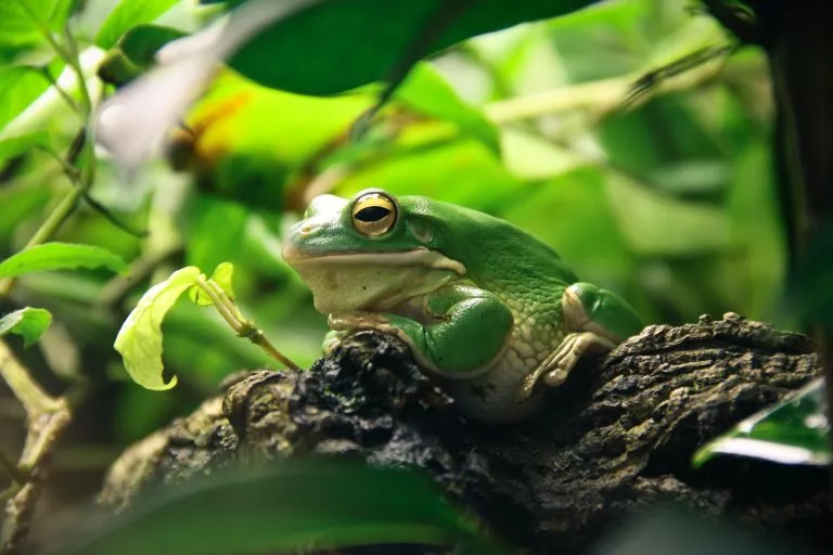 Frog stock image
