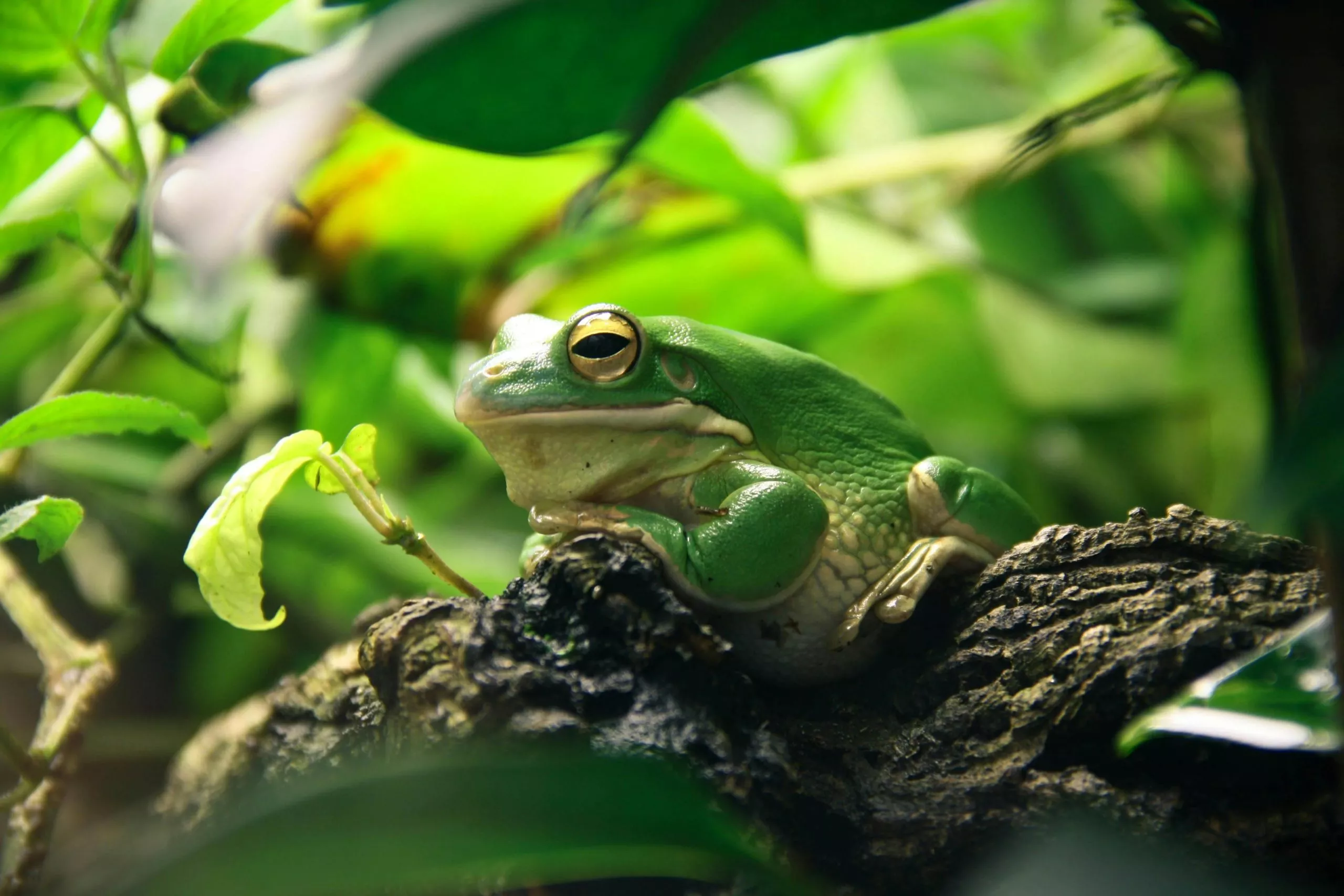 Frog sitting on log